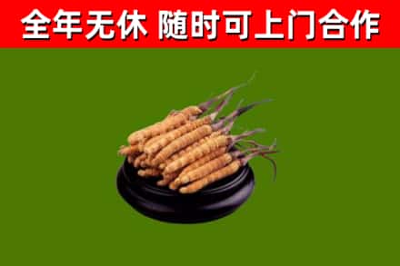 铁山烟酒回收冬虫夏草.jpg