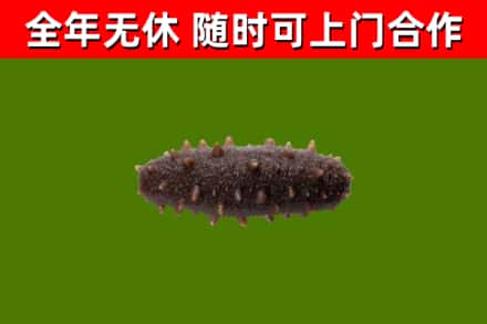 铁山烟酒回收干海参.jpg